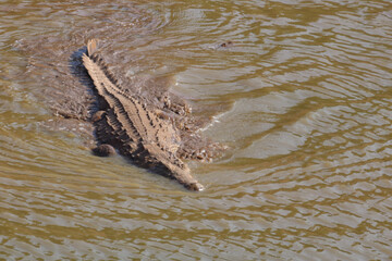 Nilkrokodil / Nile Crocodile / Crocodylus Niloticus
