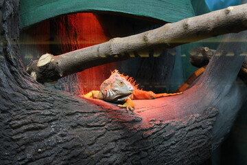 lizard in the aquariu
