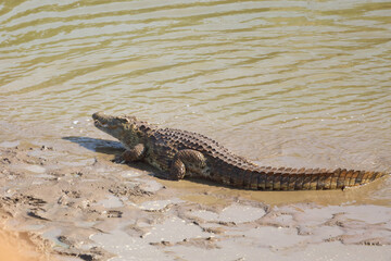 Nilkrokodil / Nile Crocodile / Crocodylus Niloticus