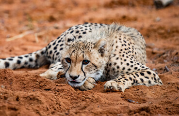 Ceetah (Acinonyx jubatus) in South Africa.