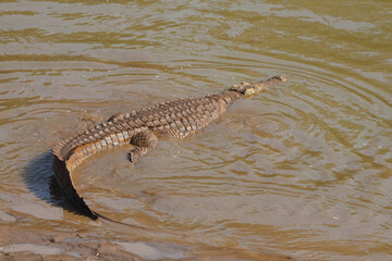 Nilkrokodil / Nile Crocodile / Crocodylus Niloticus