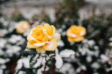 Yellow roses bushes covered with snow at a winter park. Green bushes of beautiful yellow roses flowers under the layer of white snow. Floristic and nature, winter holidays present concept.