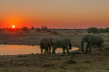 Fototapeta na wymiar African elephants with sunset backdrop at the Okaukeujo waterhole
