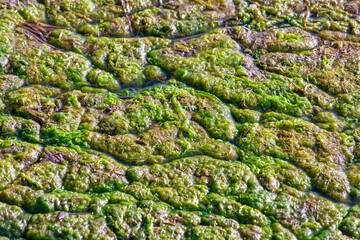 Green dirty water with duckweed and ooze