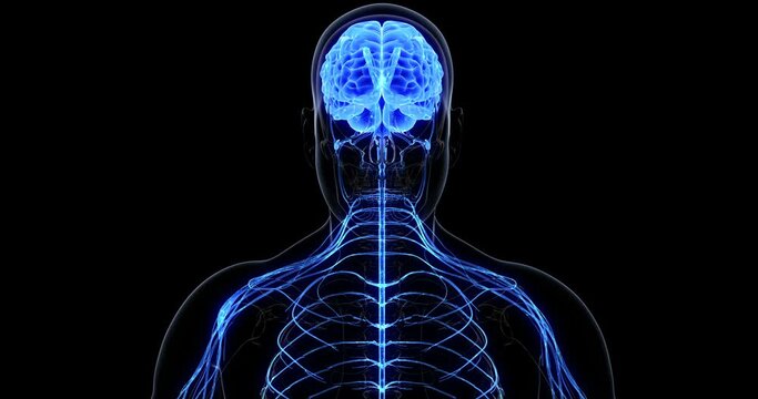 Human nervous system and brain