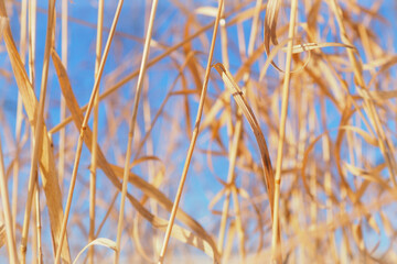 Yellow stalks of dried grass or straw against the blue sky. Bright sunny autumn day. Calm light natural background or wallpaper. An agricultural or rustic backdrop