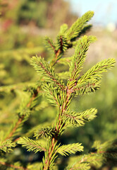 Close-up branch of young evergreen fir tree