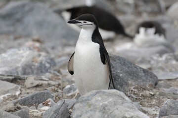 Pinguine in der Antarktis