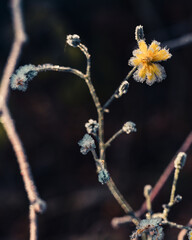 frost on a flower