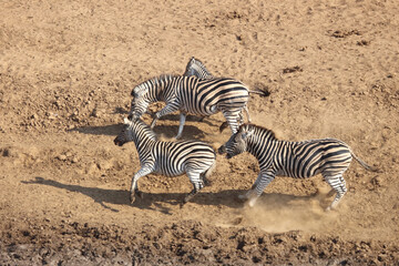 Fototapeta na wymiar Steppenzebra / Burchell's Zebra / Equus burchellii.....
