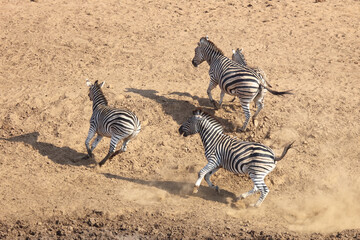 Fototapeta na wymiar Steppenzebra / Burchell's Zebra / Equus burchellii.....
