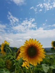 sunflower field with sky