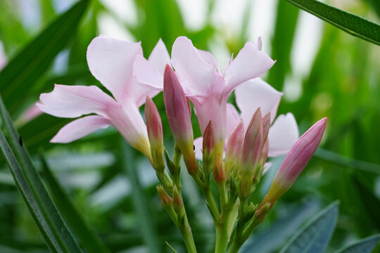 Nerium oleander pink blossom closed up image with leave background