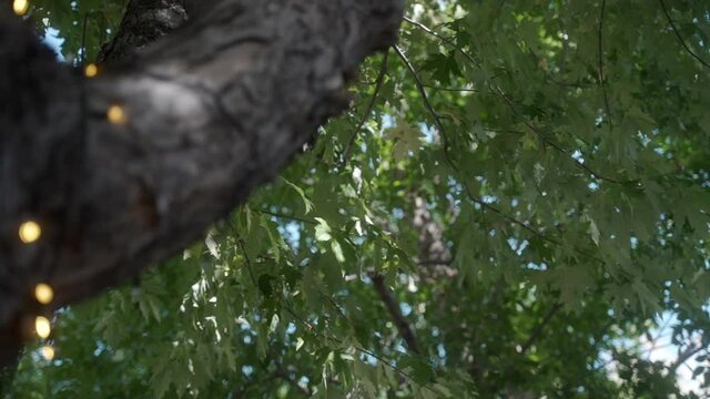 CU PAN String lights on tree