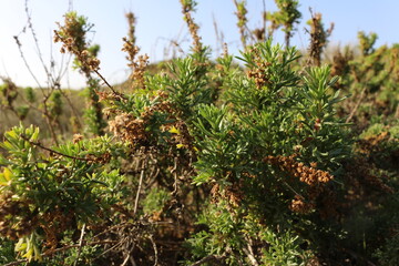 green plants in the Park in Netanya, Israel