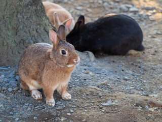 rabbit on the ground