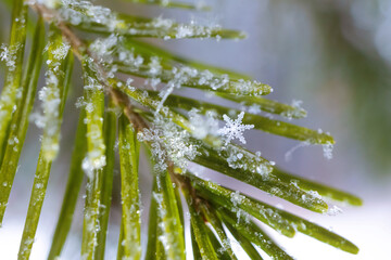 Snowflakes on a spruce branch close-up. Macro photo. The concept of winter, cold, beauty of nature. Copy space.