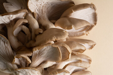 A cluster of oyster mushrooms with their fleshy caps, gills and stipes
