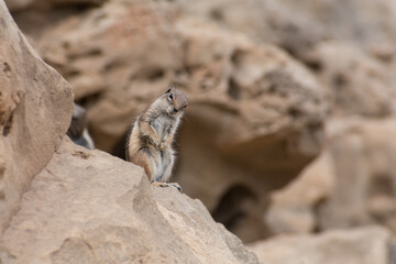 wild squirrel looking at the camera