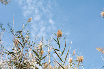 Different plants seen from below against a blue sky with some clouds and copy space. Background concept