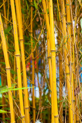 Obraz premium bamboo forest background