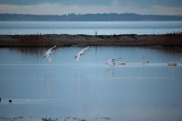 swans on the lake
