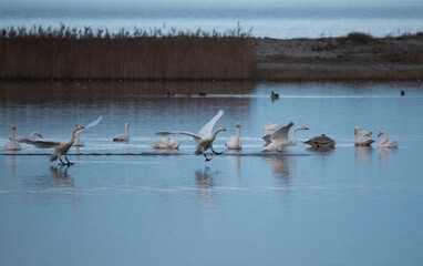 swans on the lake