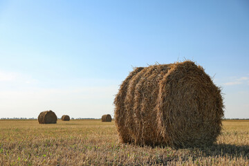 Round rolled hay bales in agricultural field on sunny day