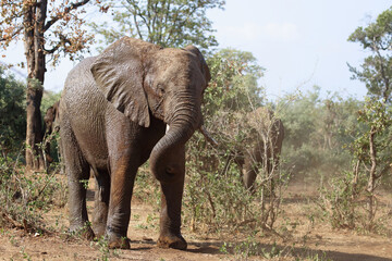 Fototapeta premium Afrikanischer Elefant / African elephant / Loxodonta africana