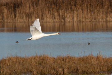 Fototapeta premium swans in flight