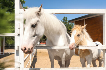 White horse with foal in paddock on sunny day. Beautiful pets