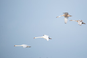 Fototapeta na wymiar swan family in flight
