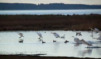 swans in flight