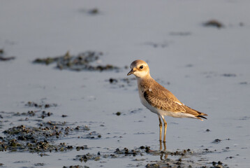 Greater sand plover in golden light at eker beach in Bahrain in the month of august. This is a migratory bird. 