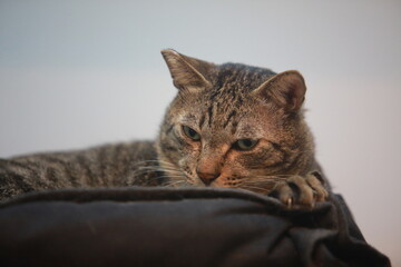 tabby cat in the home