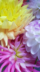 Close up of multicolored dahlia flowers