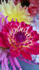 Close up of multicolored dahlia flowers