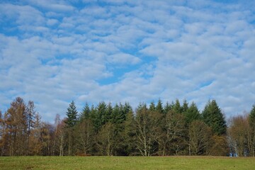 Wald im Spätherbst