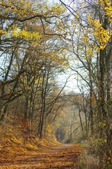 Fototapeta na wymiar Wanderweg im Herbst