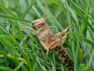 Eine Wanderheuschrecke, Locusta migratoria, frisst Gras