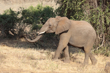 Fototapeta premium Afrikanischer Elefant / African elephant / Loxodonta africana.