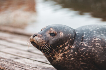 sea lion on the beach
