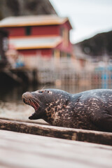 sea lion on the beach