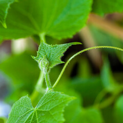 Young leaves and weaving sprouts, fragile tendrils of vegetable seedlings. . New Life concept.