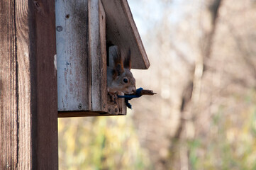 Background, texture. A small squirrel looks out from a wooden house.
