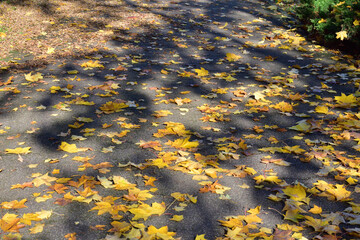 Autumn colored leaves lie on the pavement.