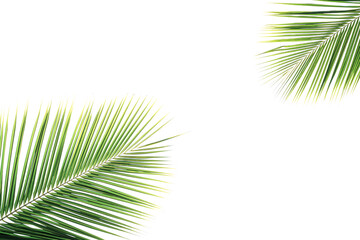 Isolated of green coconut leaf on white background for decoration.