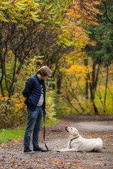 Naklejka na ściany i meble Owner and retriver are walking in park. Dog looking at man while laying on ground. Golden trees background.