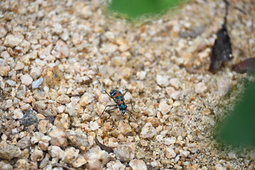 美しい日本のハンミョウ（Cicindela chinensis japonica）