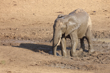 Afrikanischer Elefant im Mphongolo River/ African elephant in Mphongolo River / Loxodonta africana